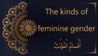 the kinds of feminine gender | Arabic free course